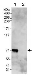 Immunoprecipitation - Anti-MCM-BP antibody (AB124290)