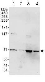 Western blot - Anti-MCM-BP antibody (AB124290)