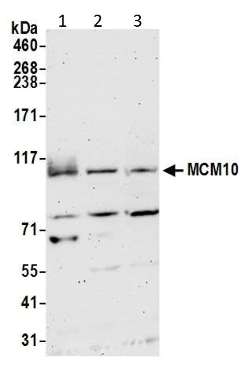Western blot - Anti-MCM10 antibody (AB3733)
