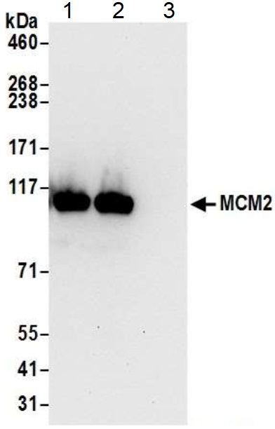 Immunoprecipitation - Anti-MCM2 antibody (AB4461)