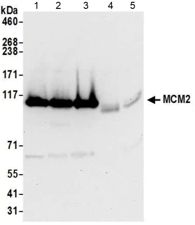Western blot - Anti-MCM2 antibody (AB4461)