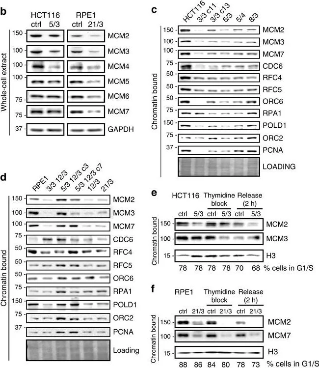 Western blot - Anti-MCM2 antibody (AB4461)