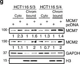 Western blot - Anti-MCM2 antibody (AB4461)