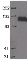 Western blot - Anti-MCM2 antibody [CRCT2.1 (D1.9H5)] (AB6153)