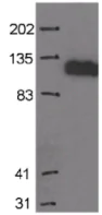 Western blot - Anti-MCM2 antibody [CRCT2.1 (D1.9H5)] (AB6153)