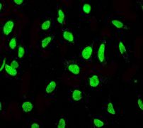 Immunocytochemistry/ Immunofluorescence - Anti-MCM2 antibody [EPR3727] - BSA and Azide free (ab248477), expandable thumbnail