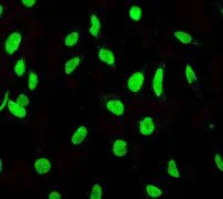 Immunocytochemistry/ Immunofluorescence - Anti-MCM2 antibody [EPR3727] - BSA and Azide free (AB248477)