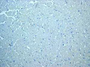Immunohistochemistry (Formalin/PFA-fixed paraffin-embedded sections) - Anti-MCM2 antibody [EPR3727] - BSA and Azide free (AB248477)