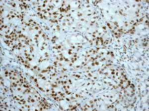 Immunohistochemistry (Formalin/PFA-fixed paraffin-embedded sections) - Anti-MCM2 antibody [EPR3727] - BSA and Azide free (ab248477), expandable thumbnail