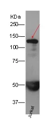 Immunoprecipitation - Anti-MCM2 antibody [EPR3727] - BSA and Azide free (AB248477)