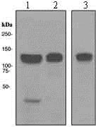 Western blot - Anti-MCM2 antibody [EPR3727] - BSA and Azide free (AB248477)
