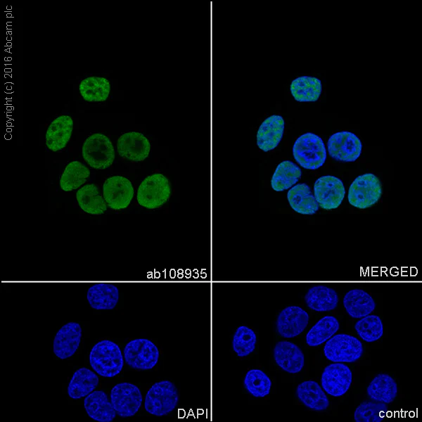 Immunocytochemistry/ Immunofluorescence - Anti-MCM2 antibody [EPR4120] (AB108935)