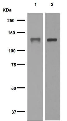 Western blot - Anti-MCM2 antibody [EPR4120] (AB108935)