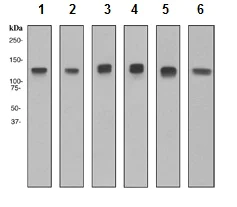 Western blot - Anti-MCM2 antibody [EPR4120] (AB108935)