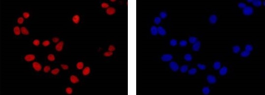 Immunocytochemistry/ Immunofluorescence - Anti-MCM2 antibody [EPR4120] - BSA and Azide free (AB226044)