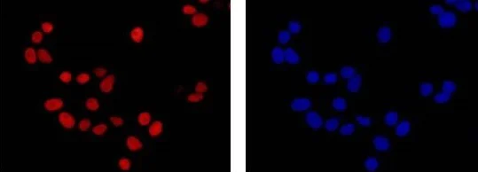 Immunocytochemistry/ Immunofluorescence - Anti-MCM2 antibody [EPR4120] - BSA and Azide free (AB226044)