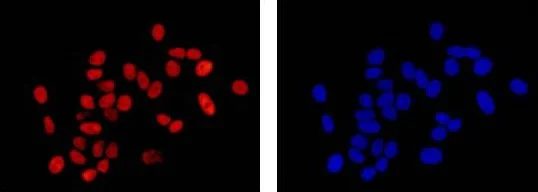 Immunocytochemistry/ Immunofluorescence - Anti-MCM2 antibody [EPR4120] - BSA and Azide free (AB226044)