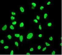 Immunocytochemistry/ Immunofluorescence - Anti-MCM2 antibody [EPR4120] - BSA and Azide free (AB226044)
