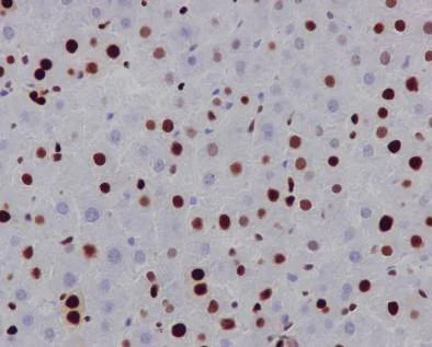 Immunohistochemistry (Formalin/PFA-fixed paraffin-embedded sections) - Anti-MCM2 antibody [EPR4120] - BSA and Azide free (AB226044)