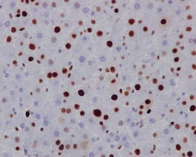 Immunohistochemistry (Formalin/PFA-fixed paraffin-embedded sections) - Anti-MCM2 antibody [EPR4120] - BSA and Azide free (AB226044)