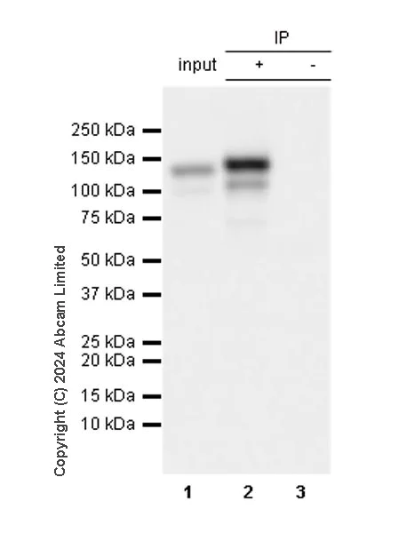 Immunoprecipitation - Anti-MCM2 antibody [EPR4120] - BSA and Azide free (AB226044)