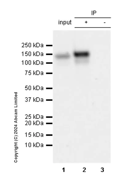 Immunoprecipitation - Anti-MCM2 antibody [EPR4120] - BSA and Azide free (AB226044)