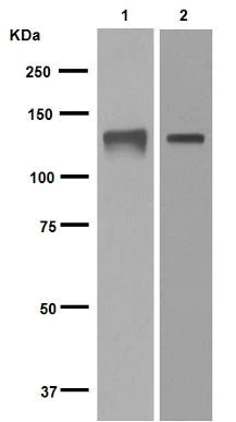 Western blot - Anti-MCM2 antibody [EPR4120] - BSA and Azide free (AB226044)