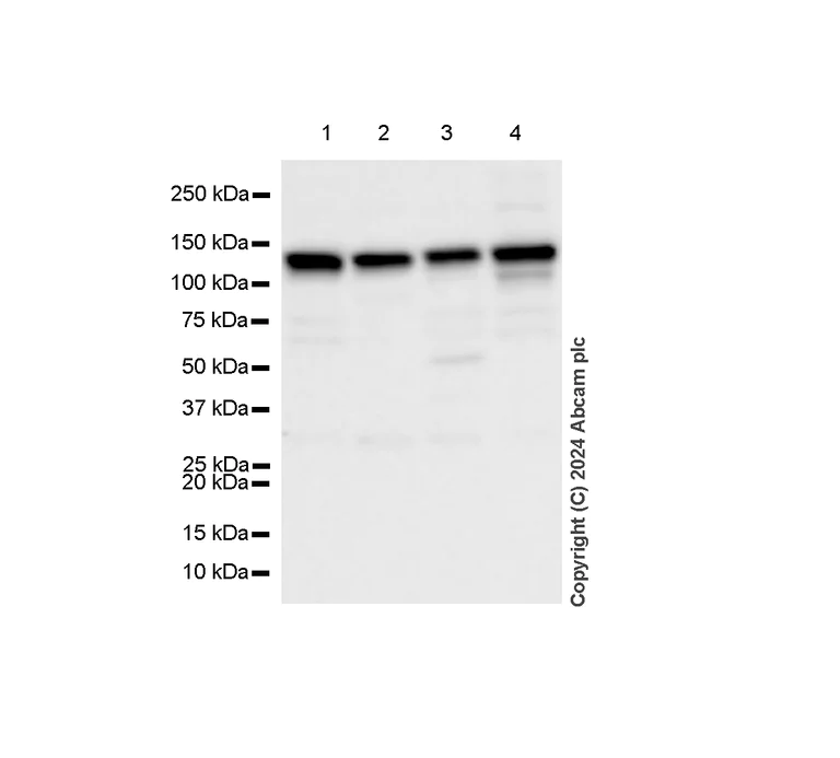 Western blot - Anti-MCM2 antibody [RM1146] (AB317752)
