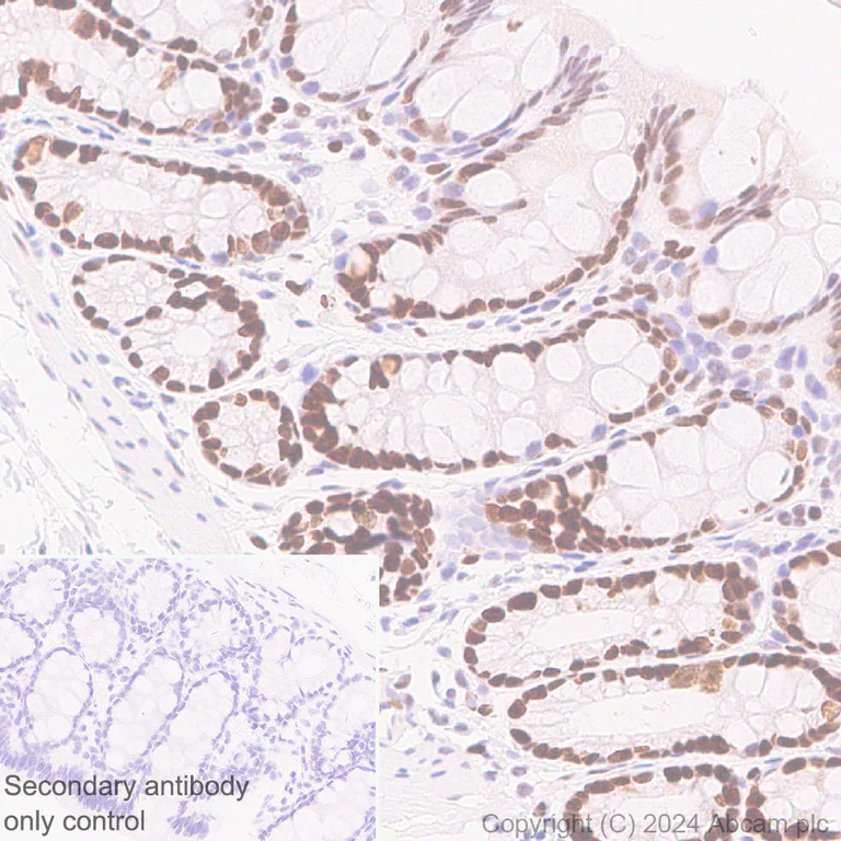 Immunohistochemistry (Formalin/PFA-fixed paraffin-embedded sections) - Anti-MCM2 antibody [RM1146] - BSA and Azide free (AB317753)