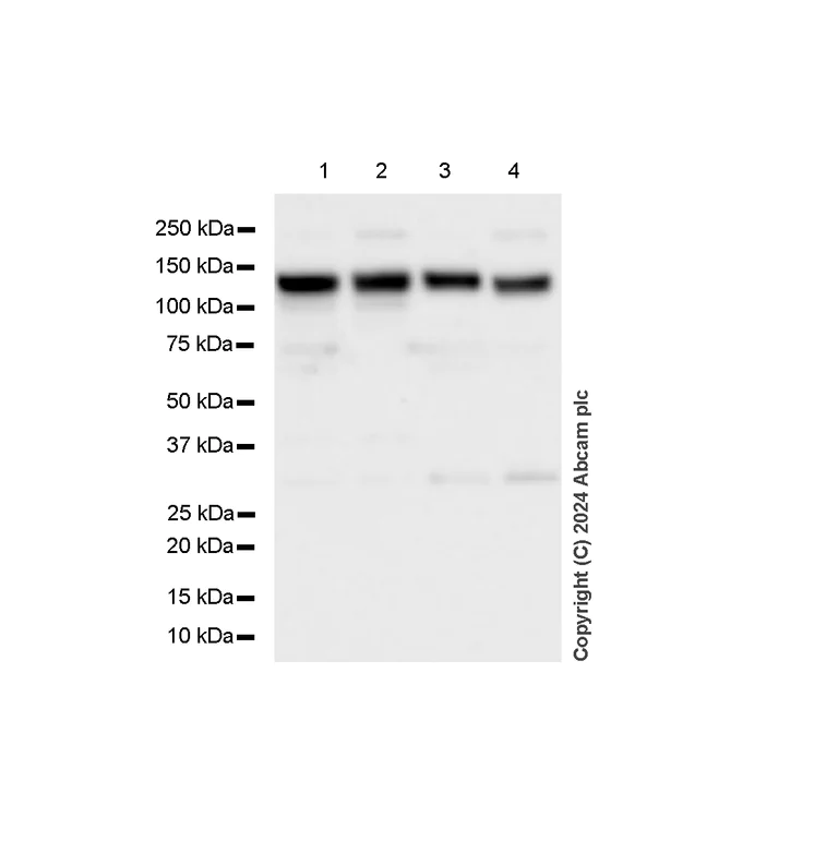 Western blot - Anti-MCM2 antibody [RM1146] - BSA and Azide free (AB317753)