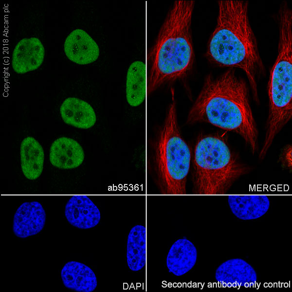 Immunocytochemistry/ Immunofluorescence - Anti-MCM2 antibody [SP85] (AB95361), expandable thumbnail