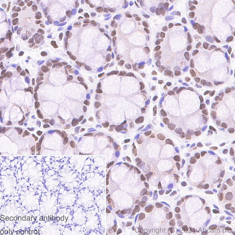 Immunohistochemistry (Formalin/PFA-fixed paraffin-embedded sections) - Anti-MCM2 antibody [SP85] (AB95361)