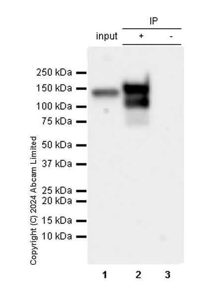 Immunoprecipitation - Anti-MCM2 antibody [SP85] (ab95361), expandable thumbnail
