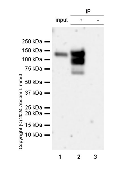 Immunoprecipitation - Anti-MCM2 antibody [SP85] (ab95361), expandable thumbnail