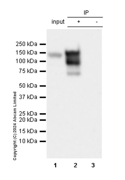Immunoprecipitation - Anti-MCM2 antibody [SP85] (ab95361), expandable thumbnail