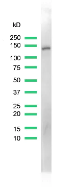 Western blot - Anti-MCM2 antibody [SP85] (AB95361)