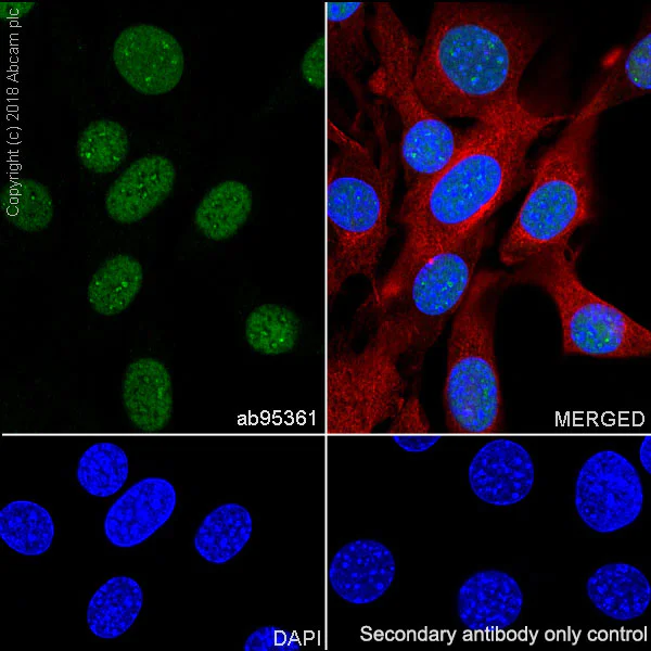 Immunocytochemistry/ Immunofluorescence - Anti-MCM2 antibody [SP85] - BSA and Azide free (AB240933)