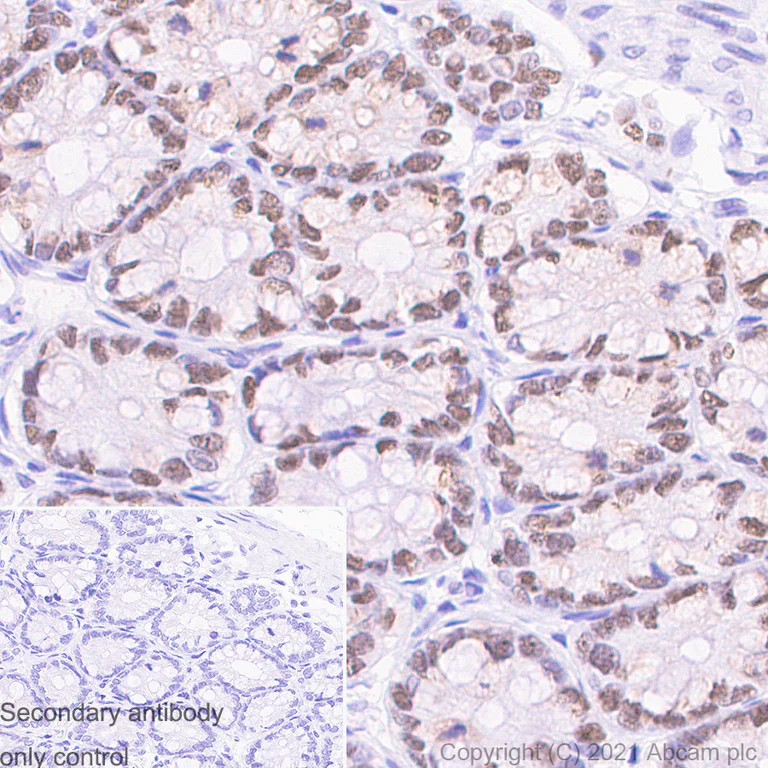 Immunohistochemistry (Formalin/PFA-fixed paraffin-embedded sections) - Anti-MCM2 antibody [SP85] - BSA and Azide free (AB240933)