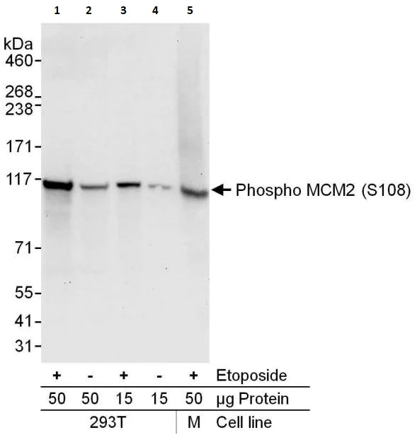 Western blot - Anti-MCM2 (phospho S108) antibody (AB264114)