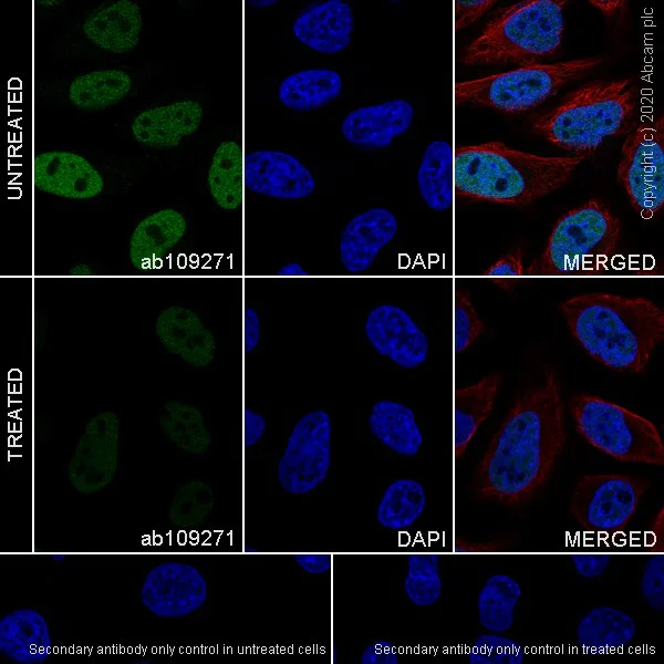 Immunocytochemistry/ Immunofluorescence - Anti-MCM2 (phospho S108) antibody [EPR4121] (AB109271)