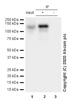 Immunoprecipitation - Anti-MCM2 (phospho S108) antibody [EPR4121] (AB109271), expandable thumbnail