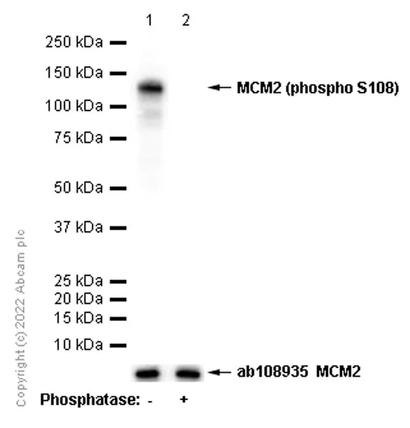 Western blot - Anti-MCM2 (phospho S108) antibody [EPR4121] - BSA and Azide free (AB247816)