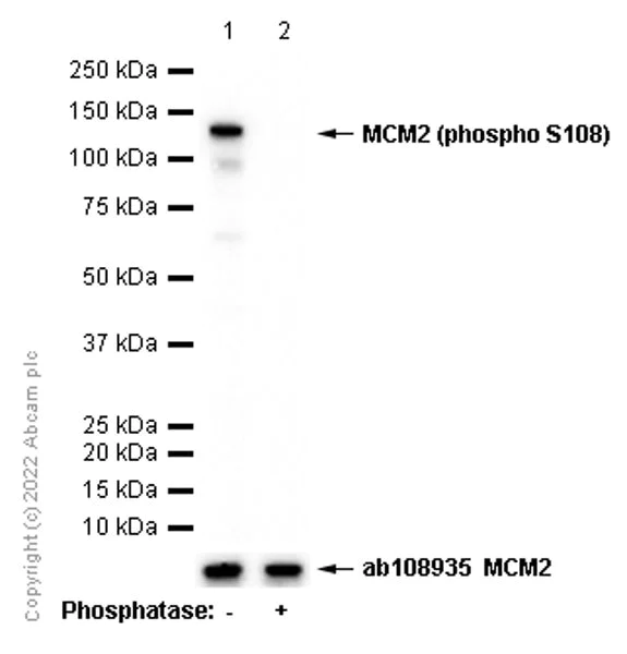 Western blot - Anti-MCM2 (phospho S108) antibody [EPR4121] - BSA and Azide free (AB247816)