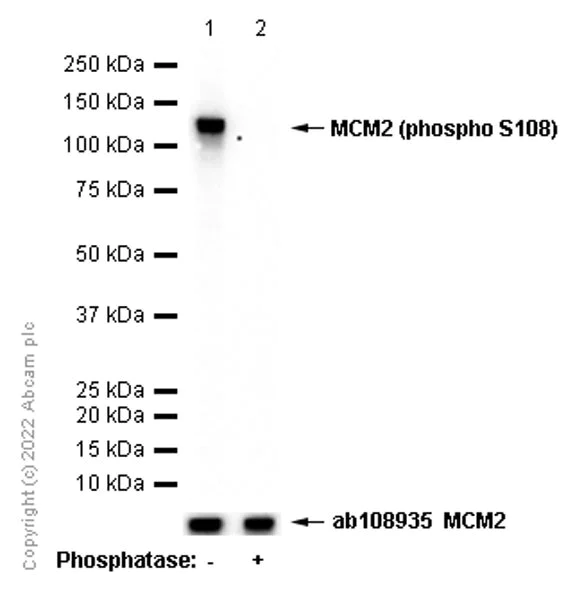 Western blot - Anti-MCM2 (phospho S108) antibody [EPR4121] - BSA and Azide free (AB247816)