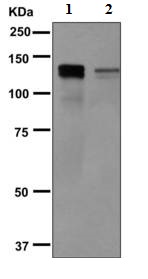 Western blot - Anti-MCM2 (phospho S139) antibody [EPR10819] (AB170873), expandable thumbnail