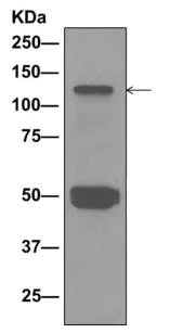 Immunoprecipitation - Anti-MCM2 (phospho S139) antibody [EPR10819] - BSA and Azide free (AB249554)