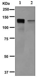 Western blot - Anti-MCM2 (phospho S139) antibody [EPR10819] - BSA and Azide free (AB249554)