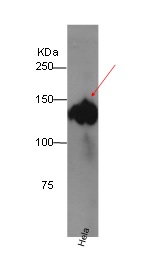 Immunoprecipitation - Anti-MCM2 (phospho S27) antibody [EPR4119] (AB109459), expandable thumbnail