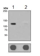 Western blot - Anti-MCM2 (phospho S27) antibody [EPR4119] (AB109459)