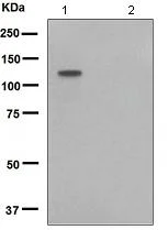 Western blot - Anti-MCM2 (phospho S41) antibody [EPR4171] (AB109270)